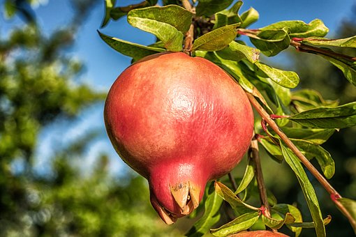 Pomegranate Tree Care