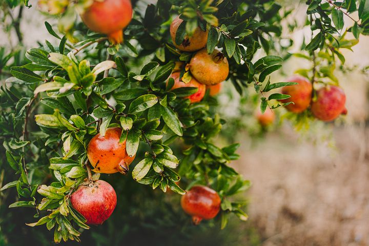 Photo of Pomegranate Tree Care: A Complete Guide