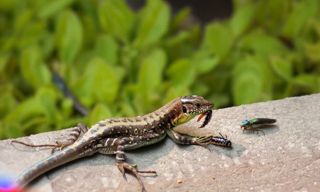 What Do Backyard Lizards Eat